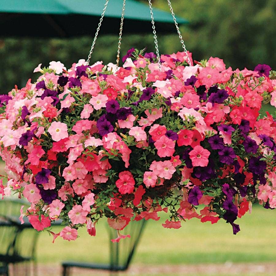 planting wave petunia seeds Easy Wave® Beachcomber Mix Petunia Seeds