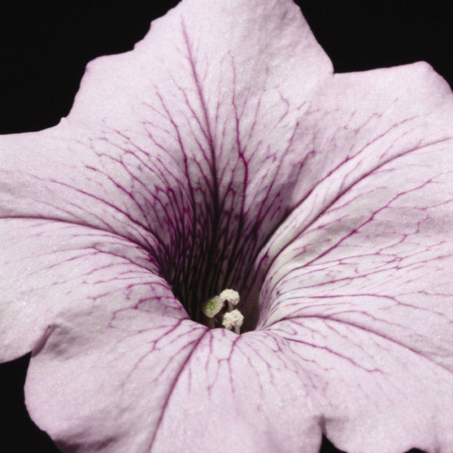 Tidal Wave® Silver Petunia Seeds