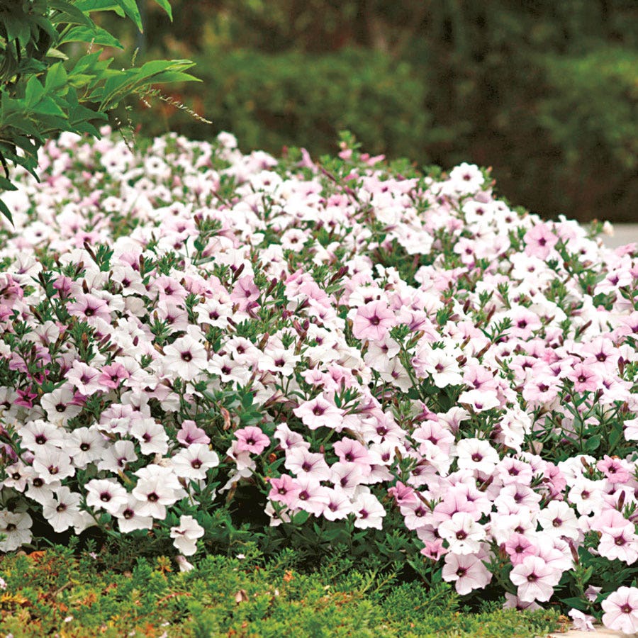 Tidal Wave® Silver Petunia Seeds
