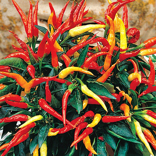 Medusa Ornamental Pepper Seeds