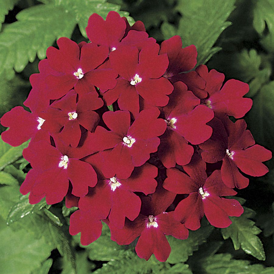 Obsession™ Red Hybrid Verbena Seeds