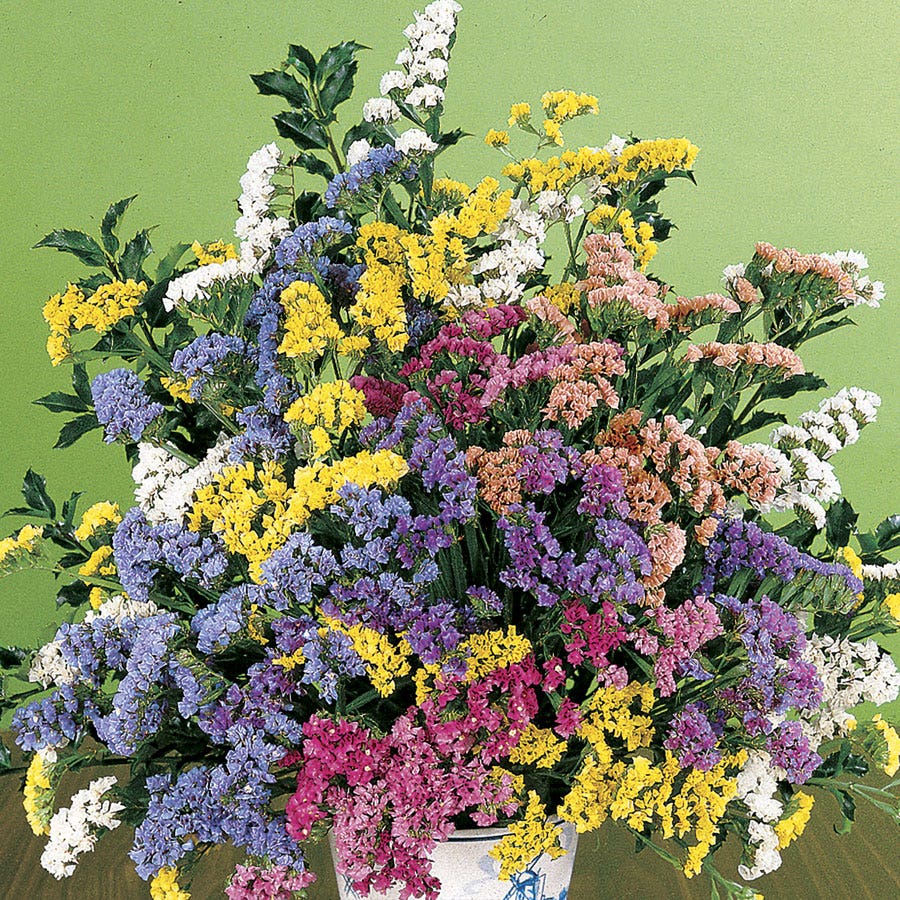Soiree Mix Statice Flower Seeds