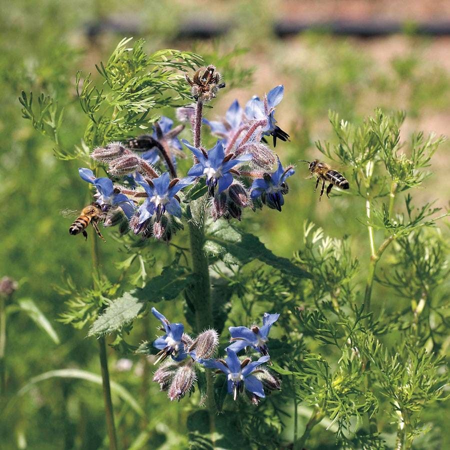 planting pollinator seeds Pollinator Herb Seed Mixture