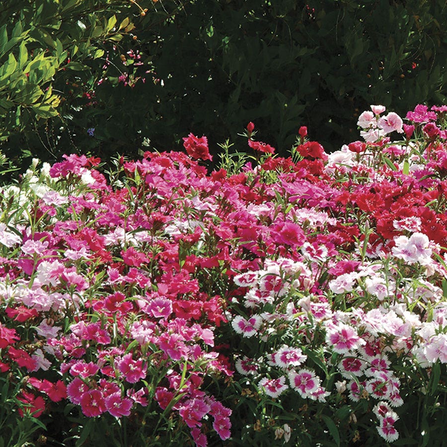 garden pinks seeds Ideal Select™ Hybrid Mix Dianthus Seeds