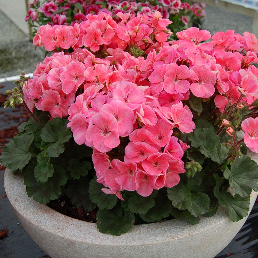 geranium flower seeds online india Geranium Nano™ Salmon Seeds