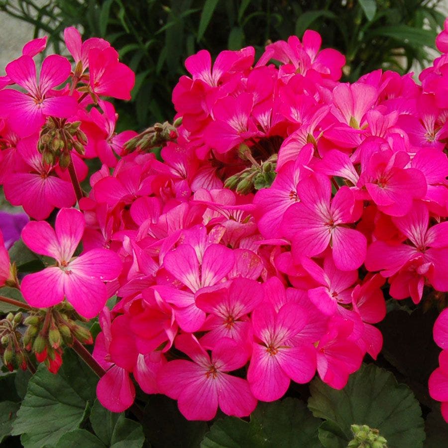 rose geranium seeds Nano™ Pink Geranium Seeds – Park Seed