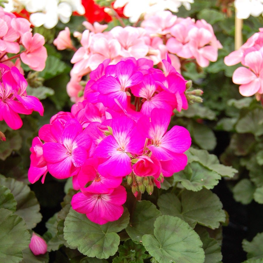 Geranium Nano™ Deep Rose Seeds