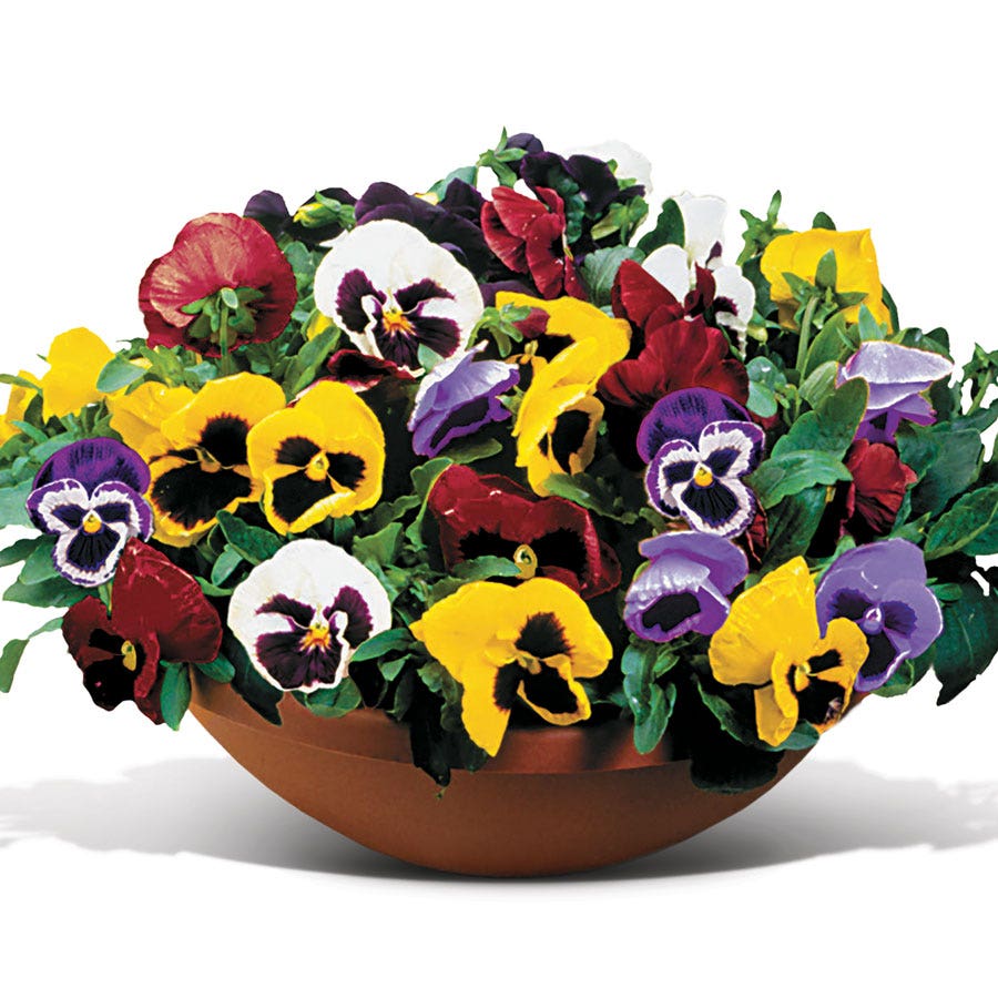 pansy seeds from plants Matrix® Full Mix Hybrid Pansy Seeds – Park Seed