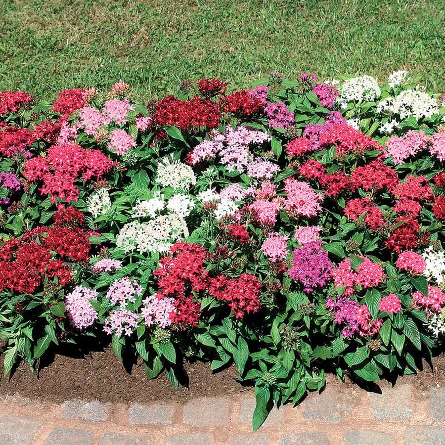 penta flower seeds Graffiti® Mix Pentas Seeds