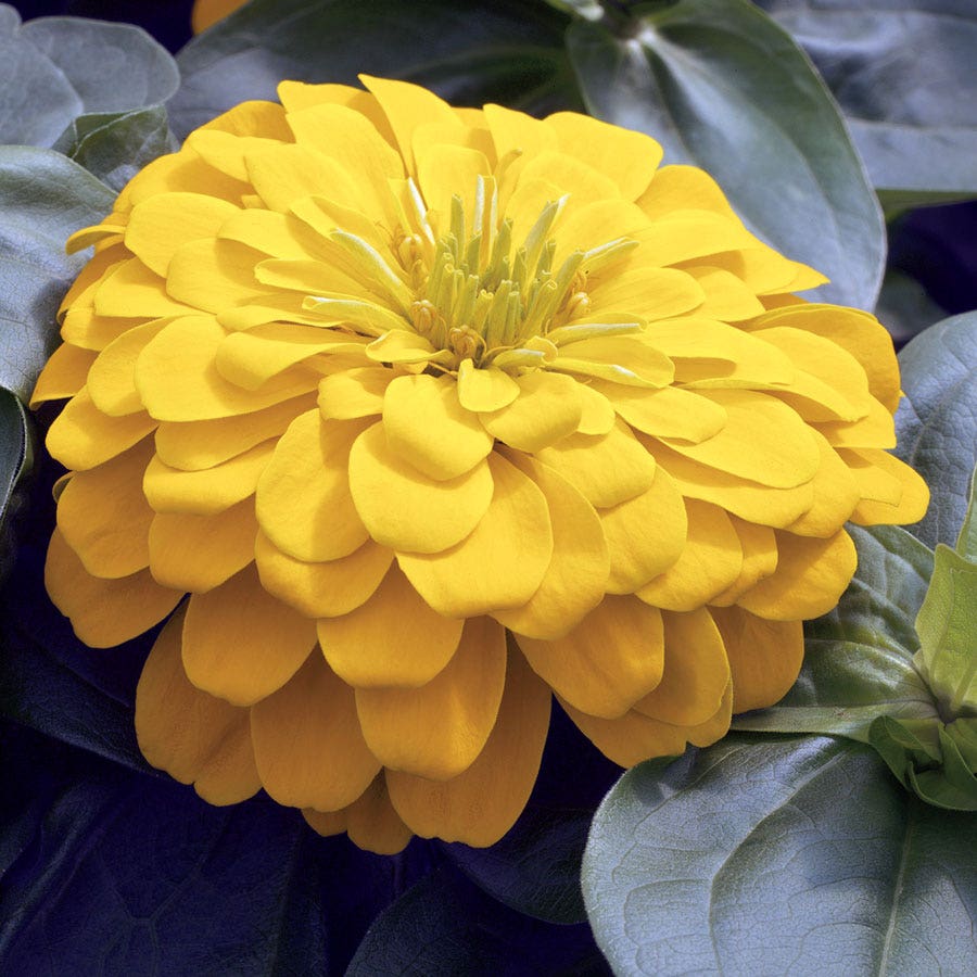 Magellan™ Yellow Zinnia Seeds
