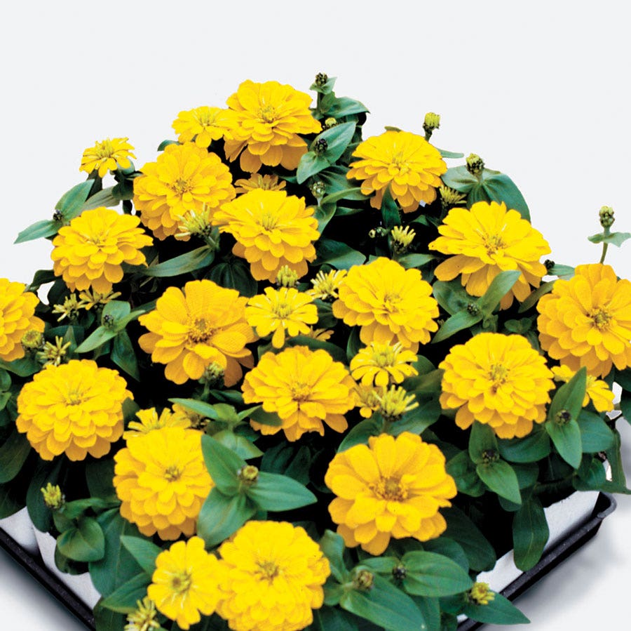 Magellan™ Yellow Zinnia Seeds
