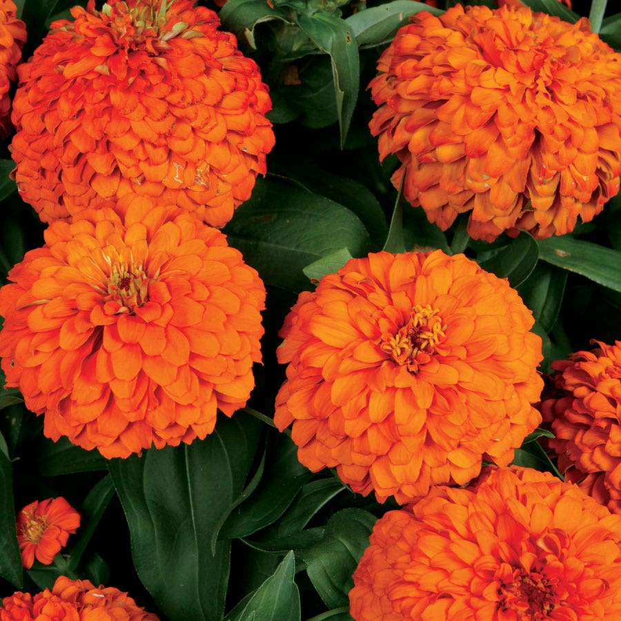 Magellan™ Orange Zinnia Seeds