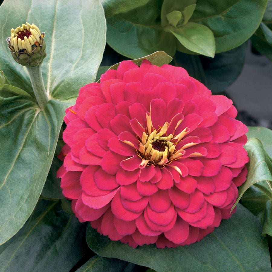 Magellan™ Cherry Zinnia Seeds