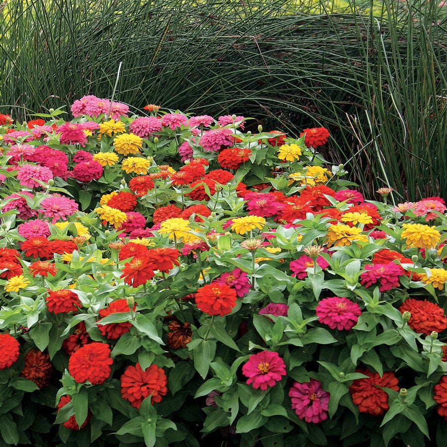 planting zinnia seeds zone 7 Magellan™ Mix Zinnia Seeds – Park Seed