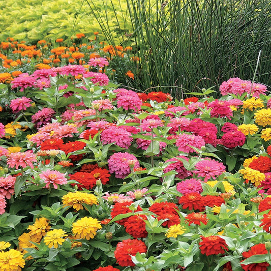 Magellan™ Mix Zinnia Seeds