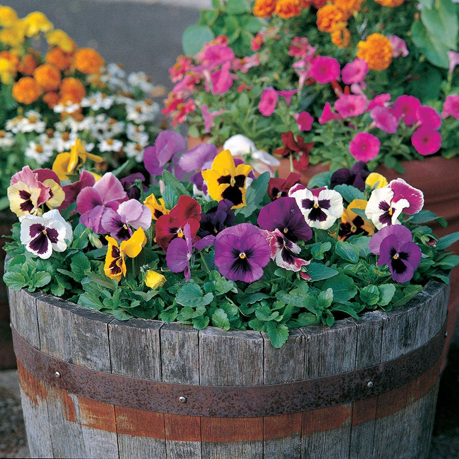 giant garden seeds Majestic Giants II Mix Pansy Seeds – Park Seed