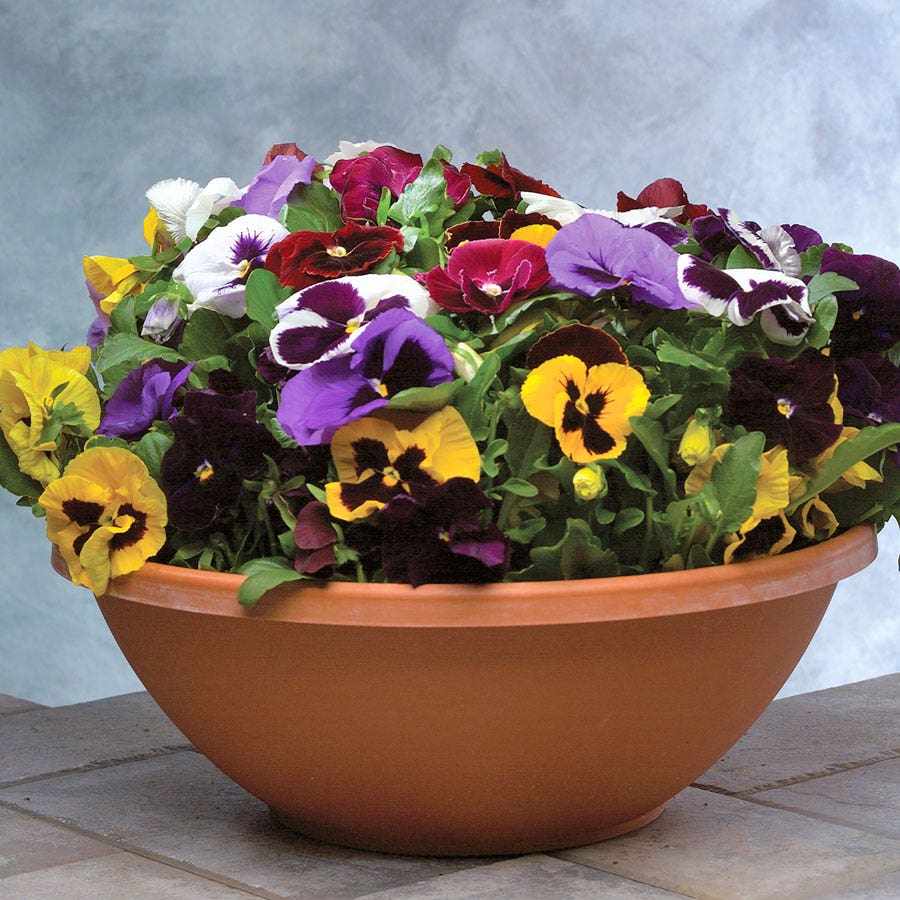 Majestic Giants II Mix Pansy Seeds