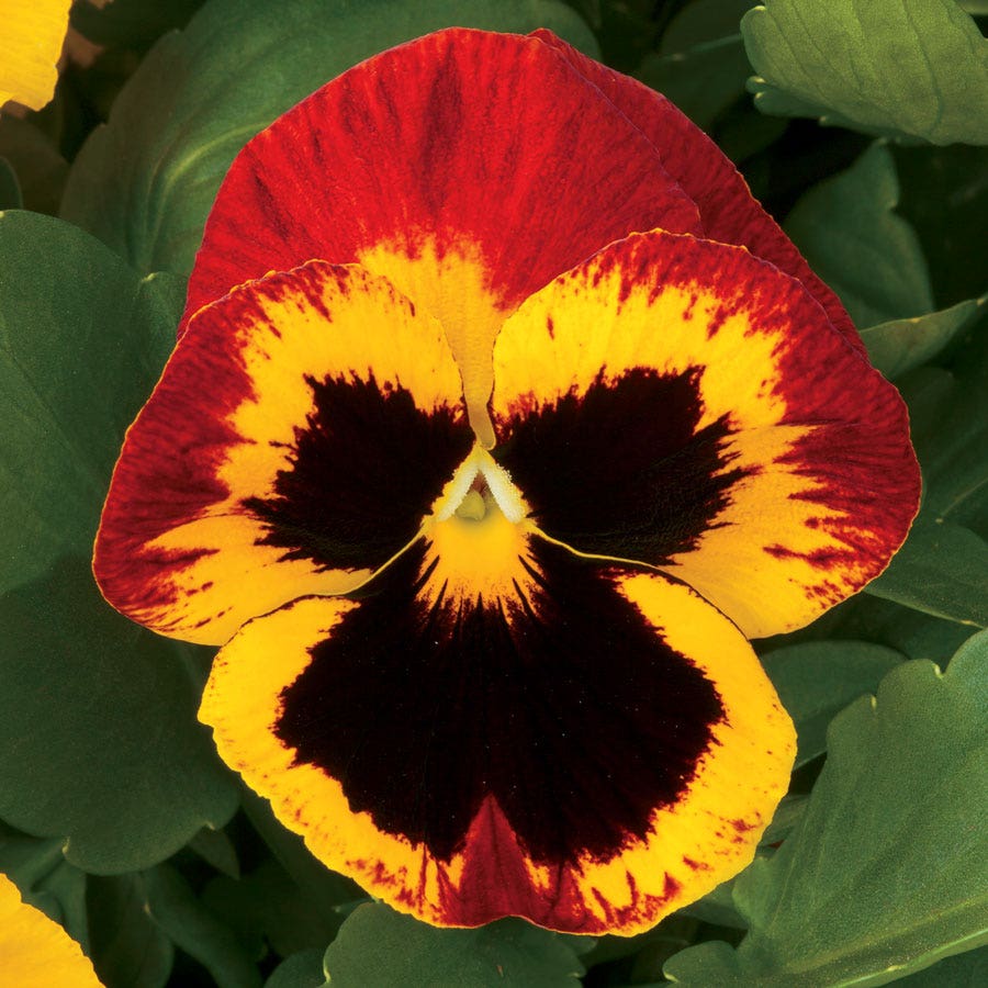 Majestic Giants ll Fire Hybrid Pansy Seeds