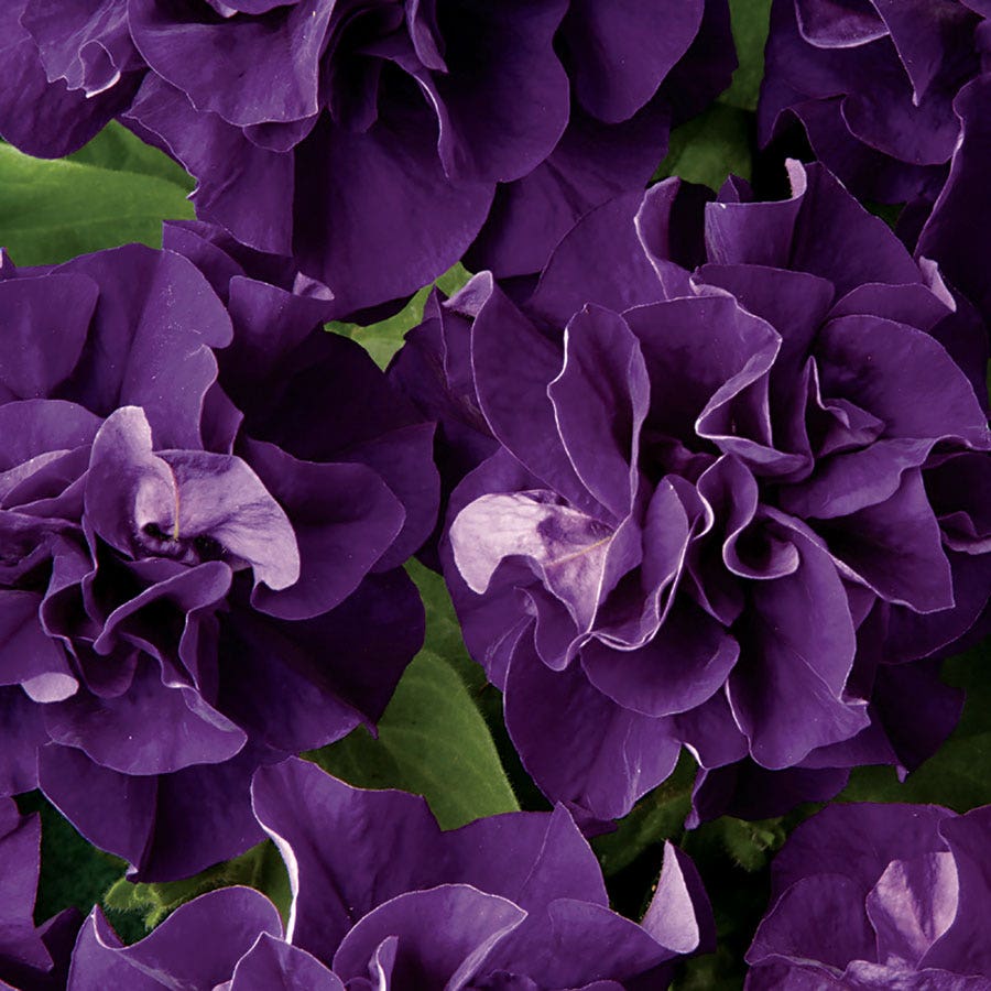 double petunia flower seeds Double Cascade Blue Double Petunia Seeds