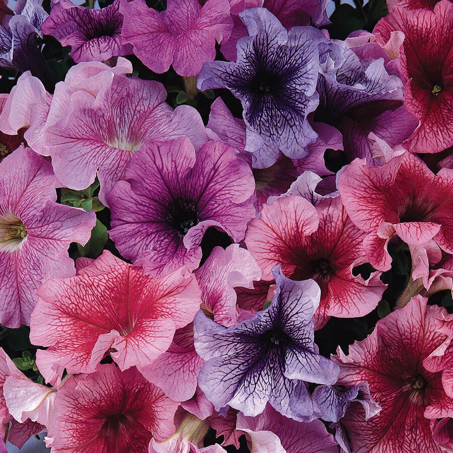 petunia flower seeds for sale Daddy® Mix Petunia Seeds – Park Seed