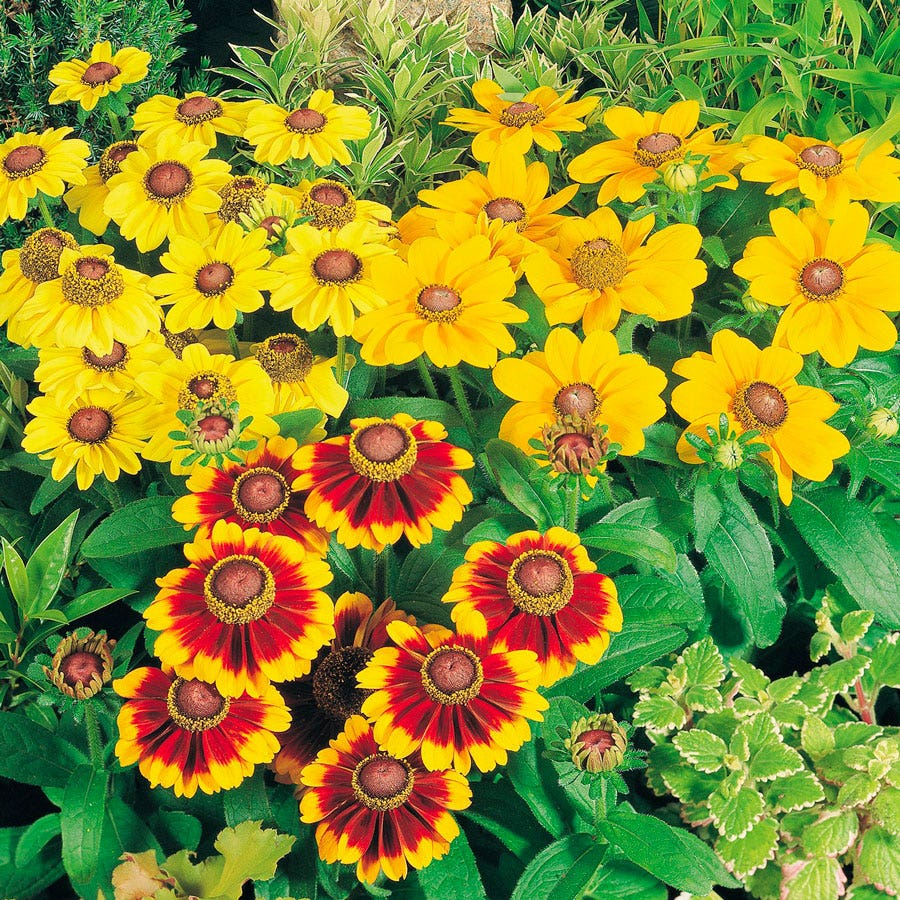 Toto® Mix Rudbeckia Seeds