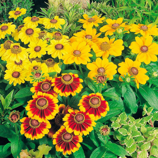 Toto® Mix Rudbeckia Seeds