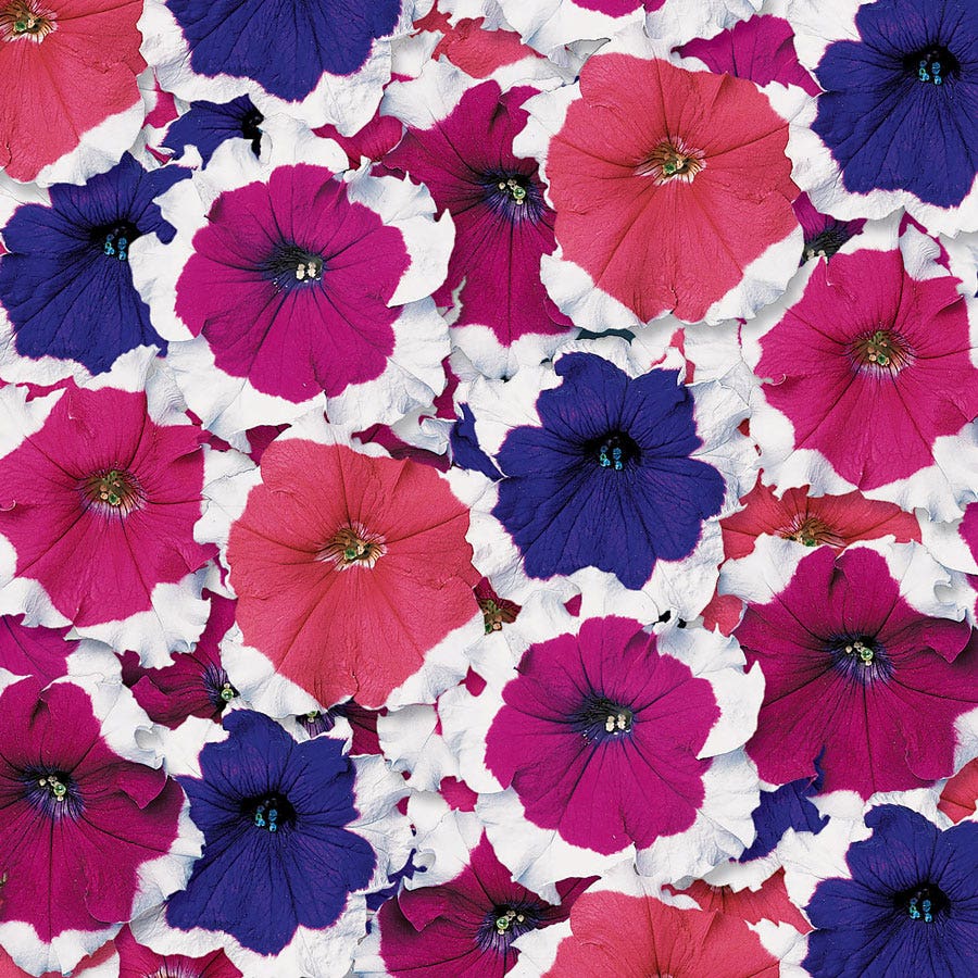 petunia flower seed collection Donna Picotee Mix Petunia Seeds