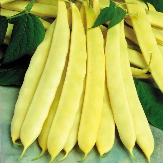 Capitano Garden Bean Seeds
