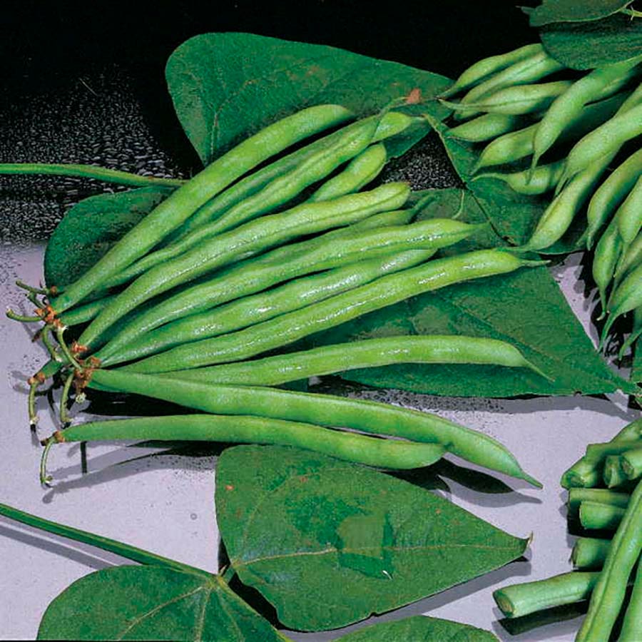 Blue Lake 274 Garden Bean Seeds