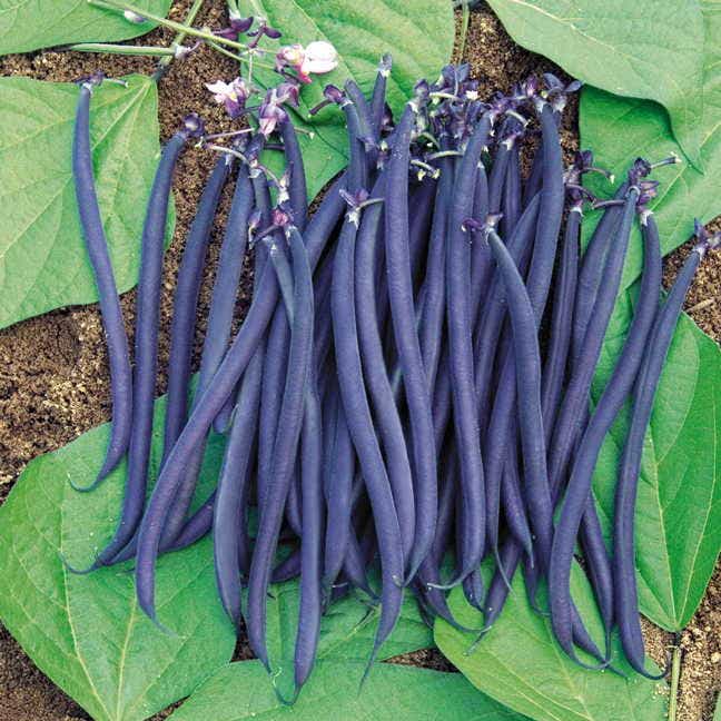 Velour Garden Bean Seeds