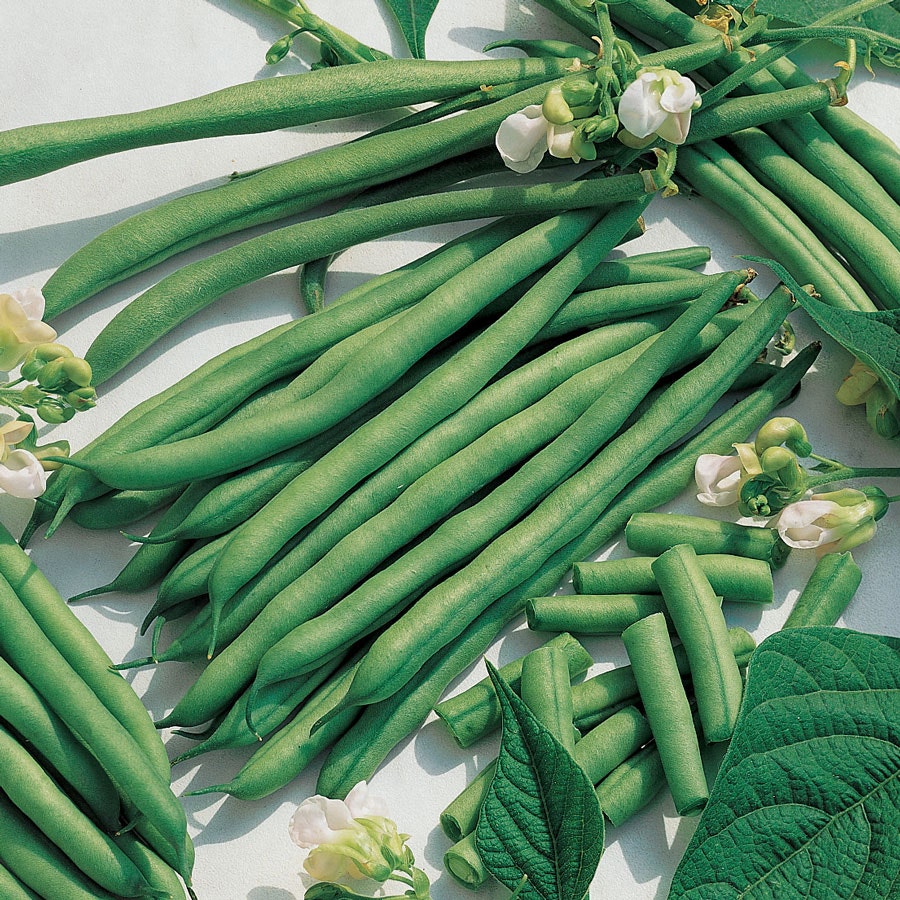 Kentucky Blue Garden Bean Seeds