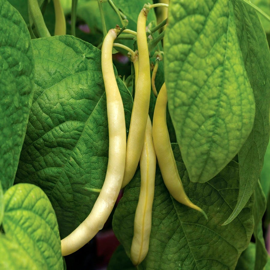 Rocdor Garden Bean Seeds