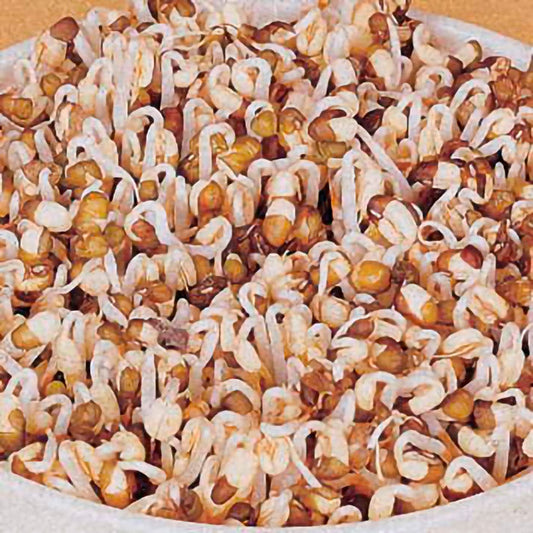 Mung Bean Sprouting Seeds
