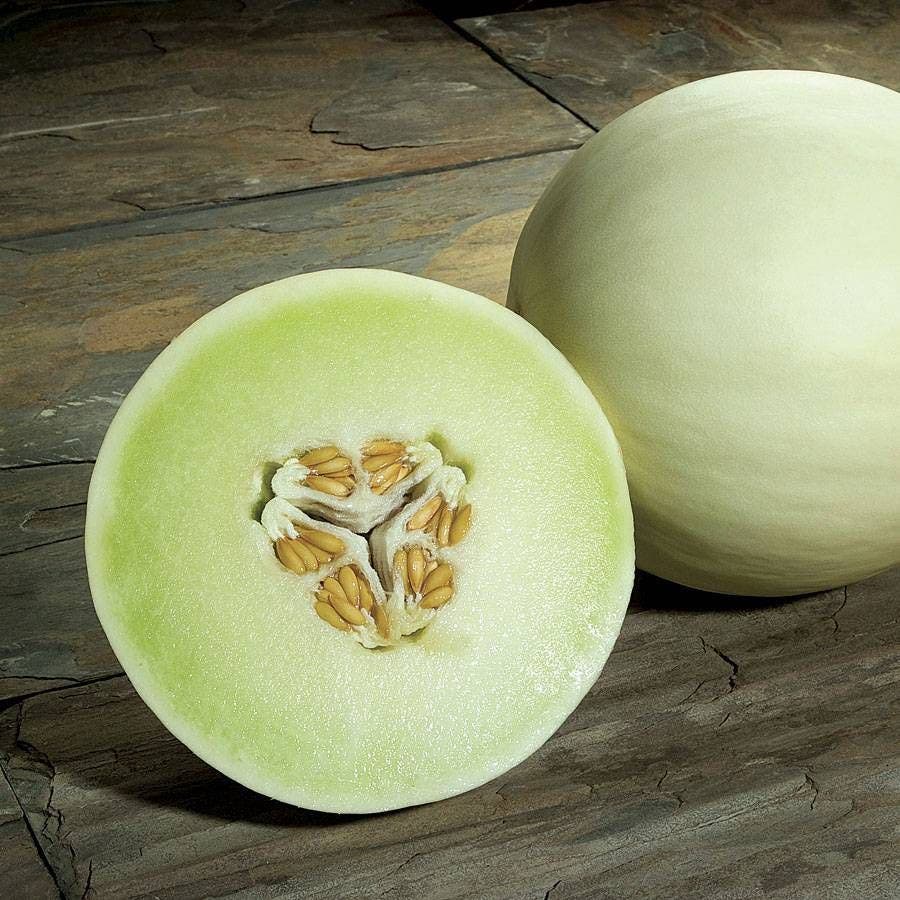 honeydew seeds planting Snow Mass Melon Honeydew Seeds