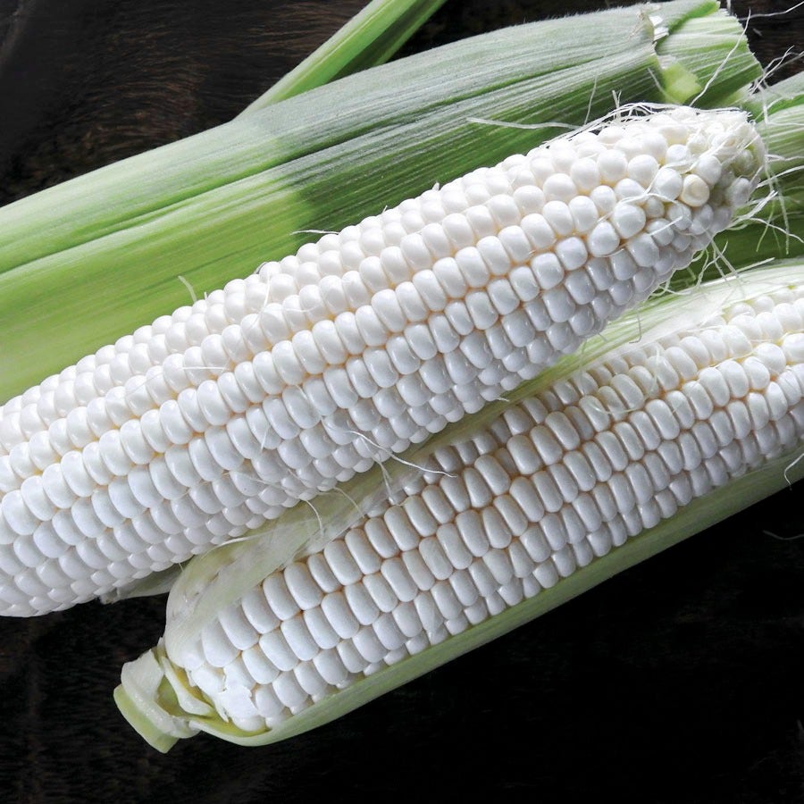 Silver Queen Hybrid Sweet Corn Seeds