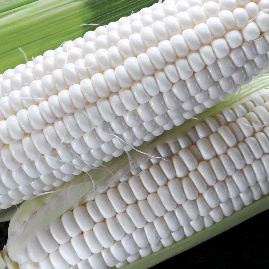 Silver Queen Hybrid Sweet Corn Seeds