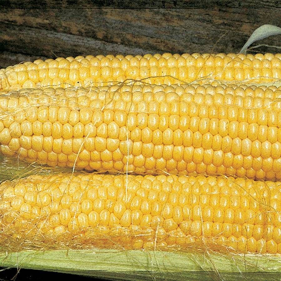 Butterfruit Original Early Corn Seeds