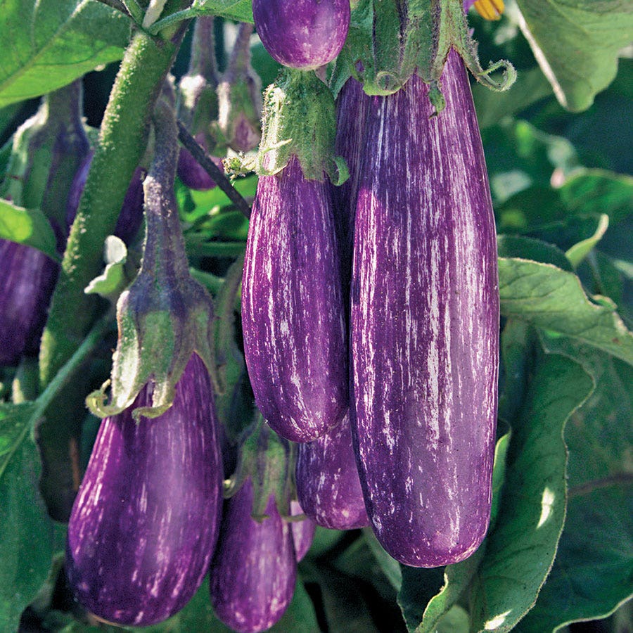 Fairy Tale Hybrid Eggplant Seeds
