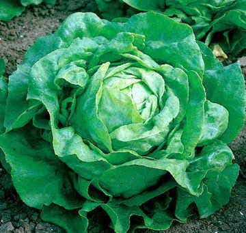 planting little gem lettuce seeds Little Gem Lettuce Seeds