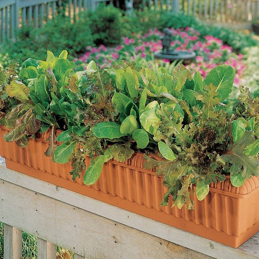 lettuce seed planter Master Chef Blend Lettuce Seeds – Park Seed