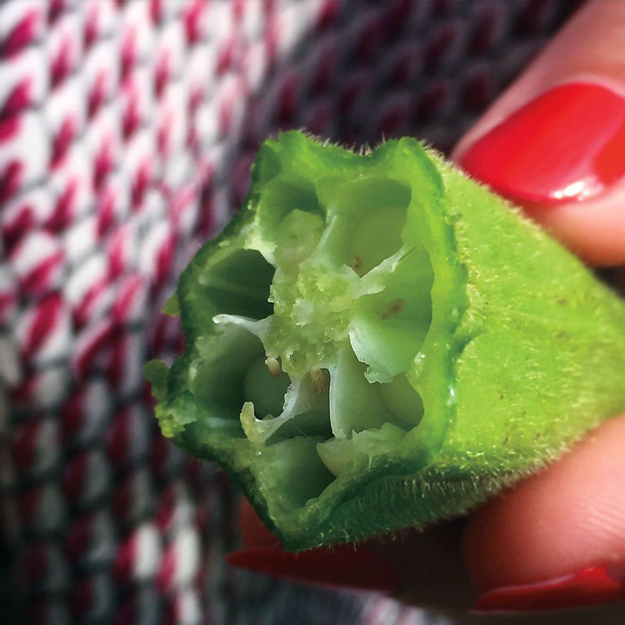 Clemson Spineless Okra Seeds