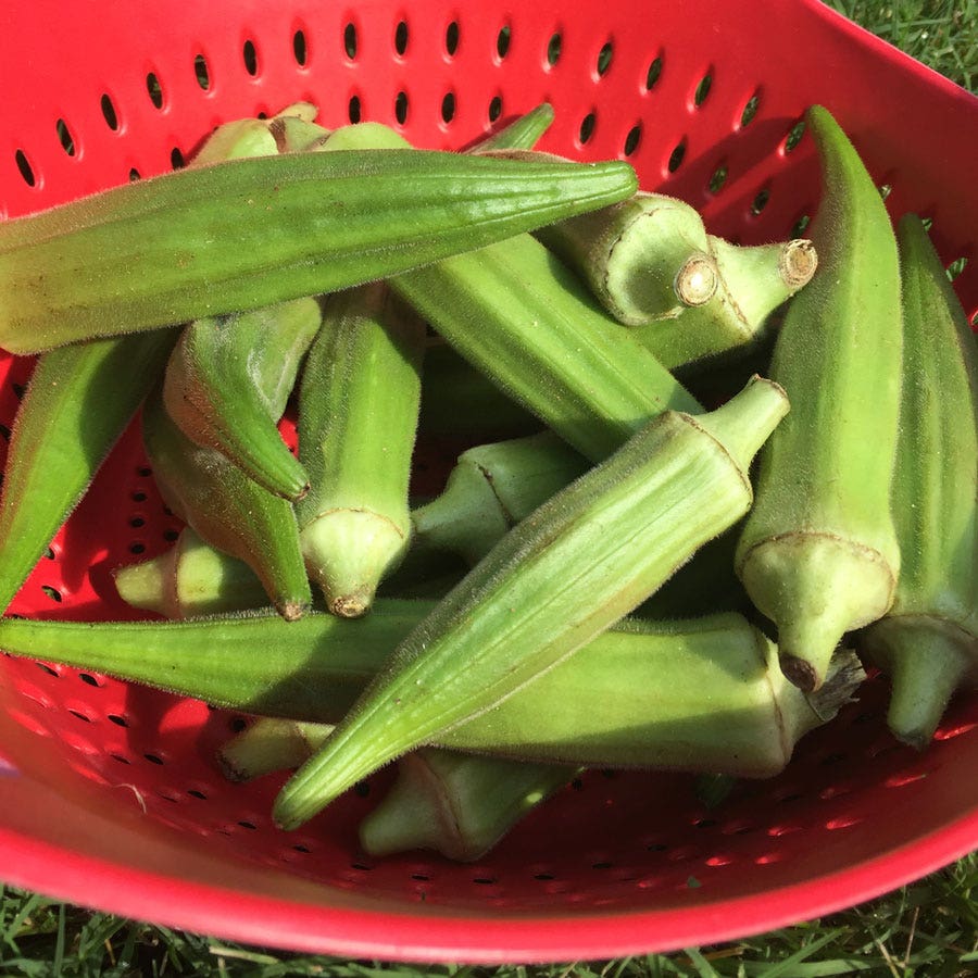 Clemson Spineless Okra Seeds