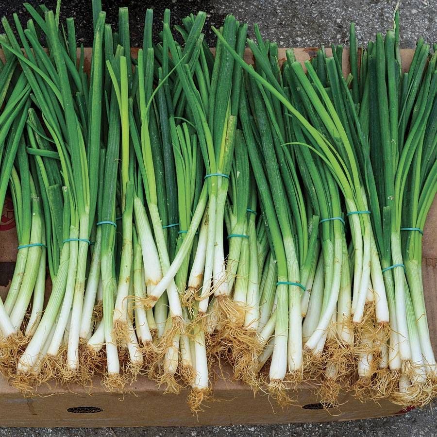 onion seed planting Parade Green Onion Seeds – Park Seed