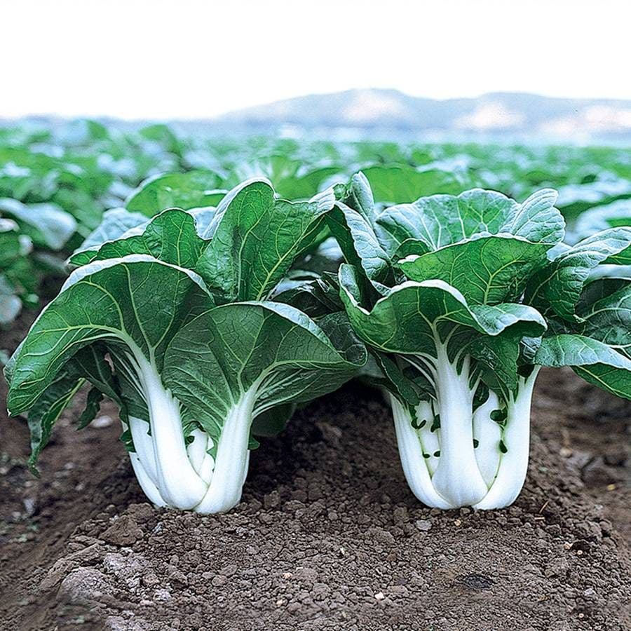 planting pak choi seeds Joi Choi Hybrid Pak Choi Seeds