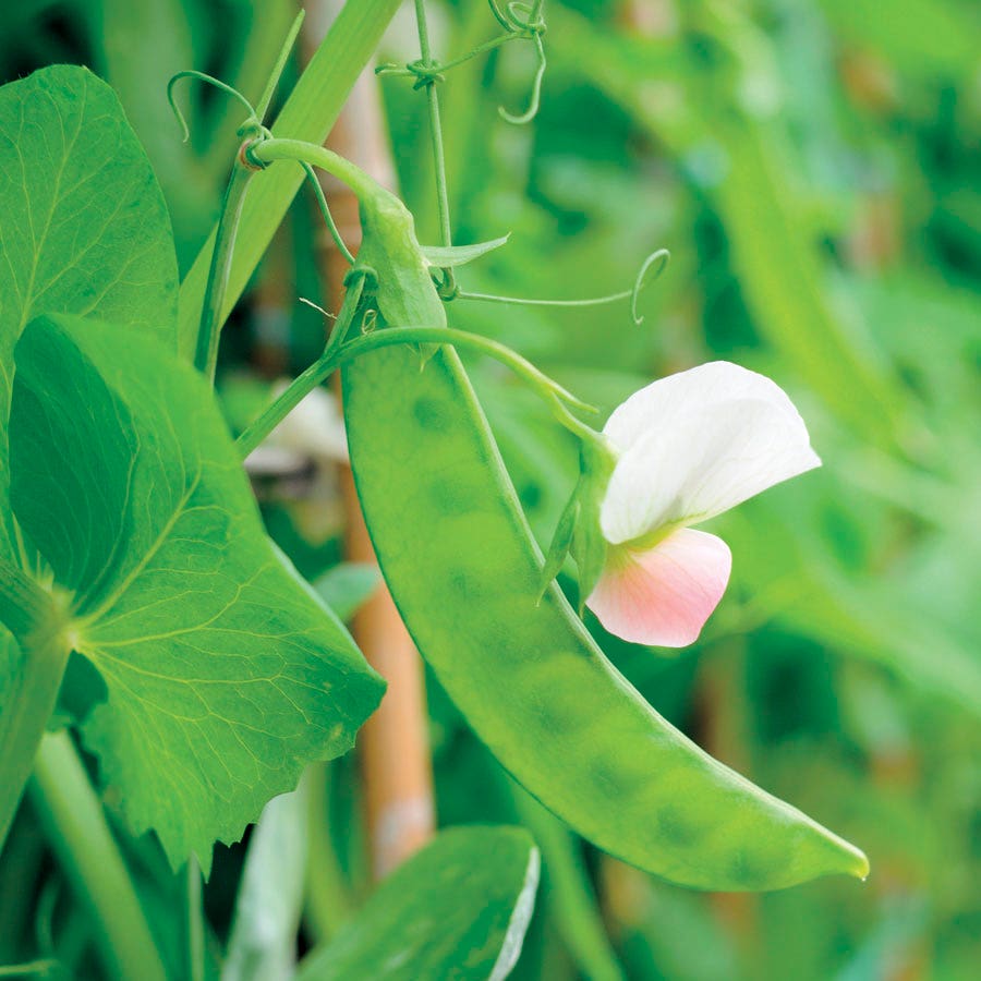 pea plant from seed Dwarf White Sugar Snow Pea Seeds