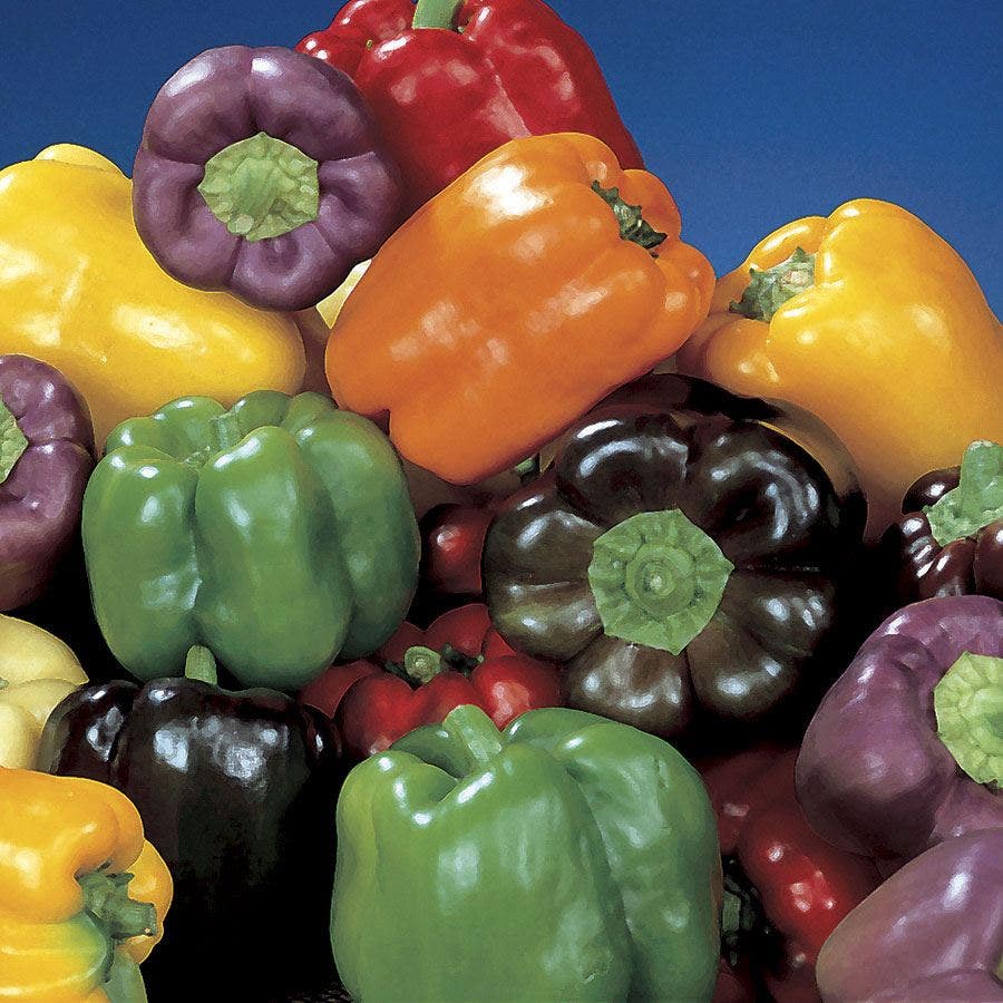 Park Seed Sweet Rainbow Mix Pepper Seeds
