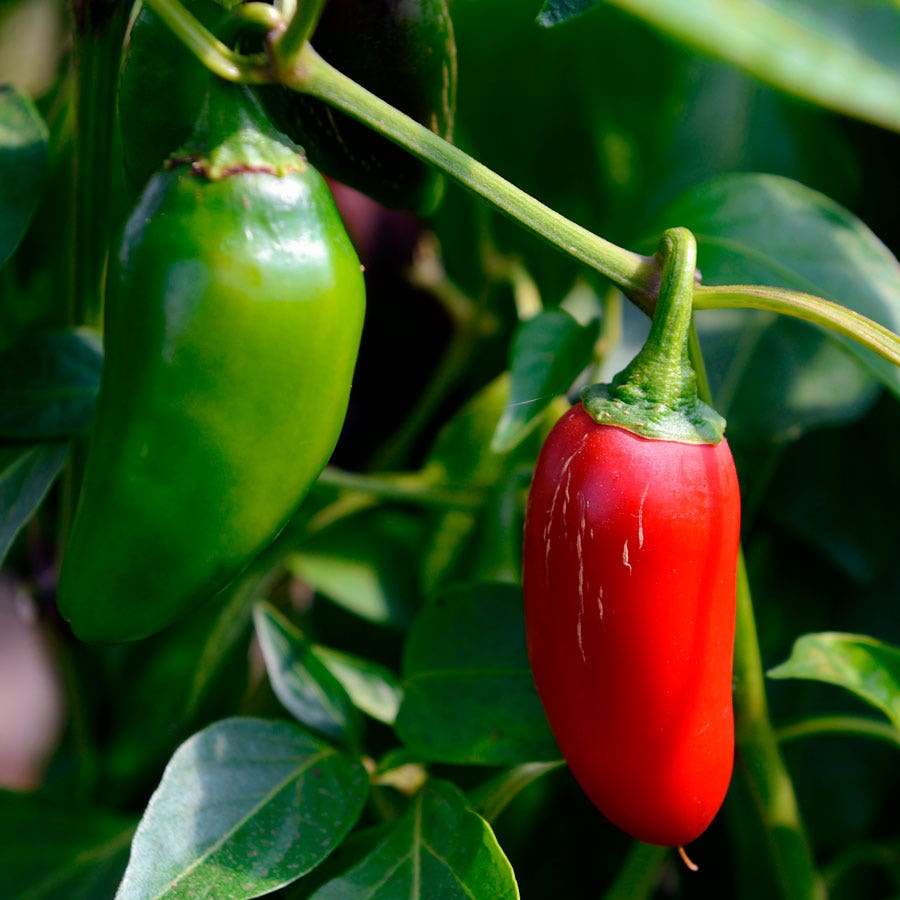 Jalapeño M Pepper Seeds