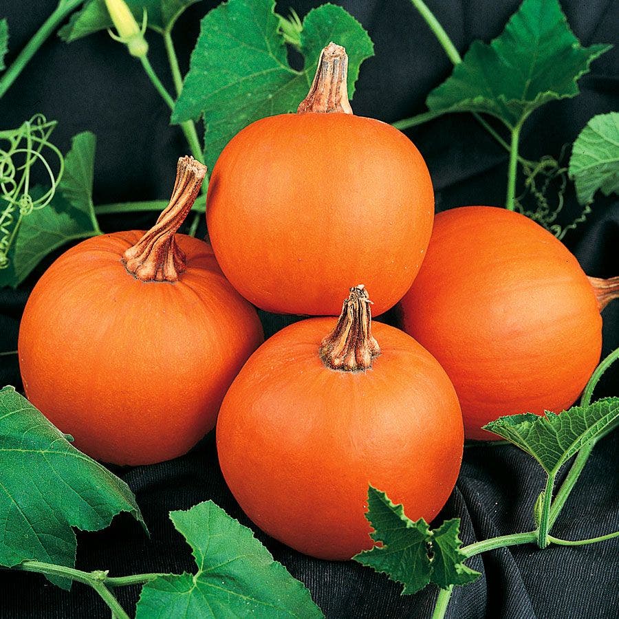 small pumpkin seeds for planting Wee-B-Little Pumpkin Seeds – Park Seed