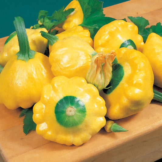 Sunburst Hybrid Squash Seeds