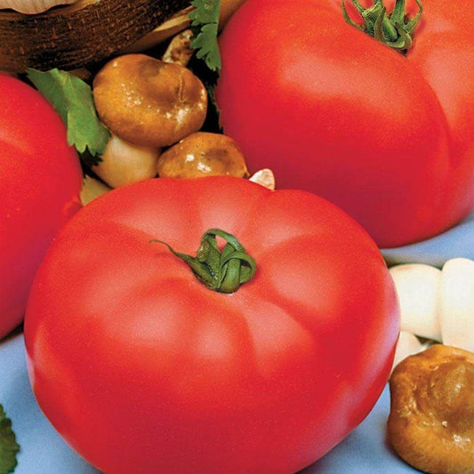 Beefmaster Hybrid Tomato Seeds